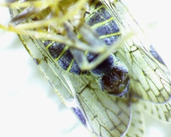 Melanoliarus placitus