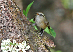 Troglodytes solstitialis