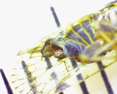 Melanoliarus placitus