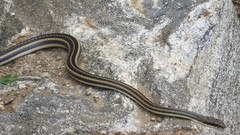 Salvadora lemniscata