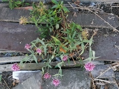 Centranthus ruber