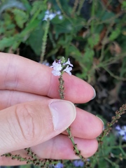 Verbena officinalis