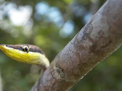 Oxybelis potosiensis