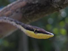 Oxybelis potosiensis