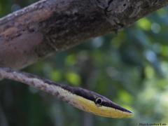 Oxybelis potosiensis