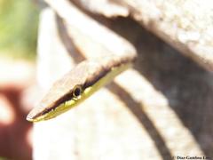 Oxybelis potosiensis