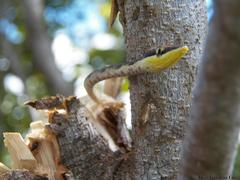 Oxybelis potosiensis