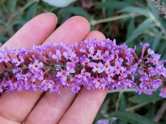 Buddleja davidii