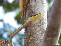 Oxybelis potosiensis