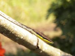 Oxybelis potosiensis