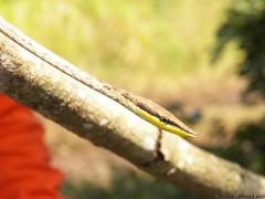 Oxybelis potosiensis