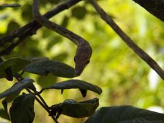 Oxybelis potosiensis