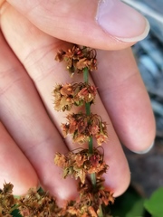 Rumex obtusifolius