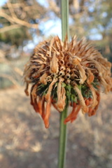 Leonotis nepetifolia nepetifolia
