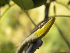 Oxybelis potosiensis