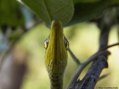 Oxybelis potosiensis