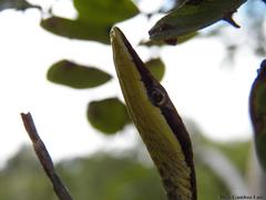 Oxybelis potosiensis