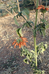 Leonotis nepetifolia nepetifolia
