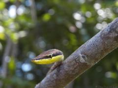 Oxybelis potosiensis