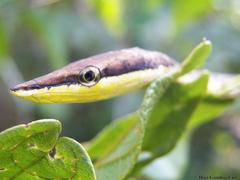 Oxybelis potosiensis