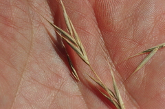 Bromus sitchensis