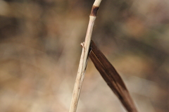 Bromus sitchensis