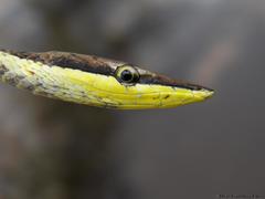 Oxybelis potosiensis