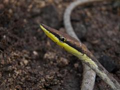 Oxybelis potosiensis