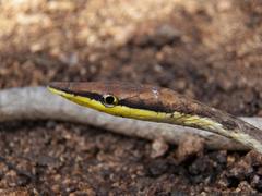 Oxybelis potosiensis