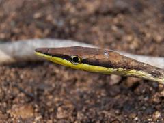 Oxybelis potosiensis