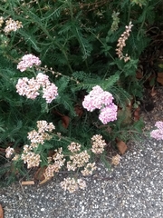 Achillea millefolium