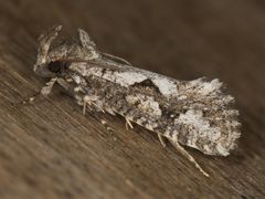 Acrolophus variabilis