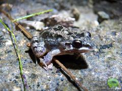 Leptodactylus fragilis