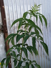 Sambucus nigra