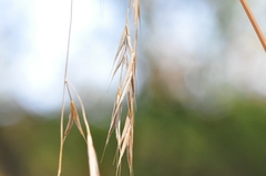 Bromus sitchensis