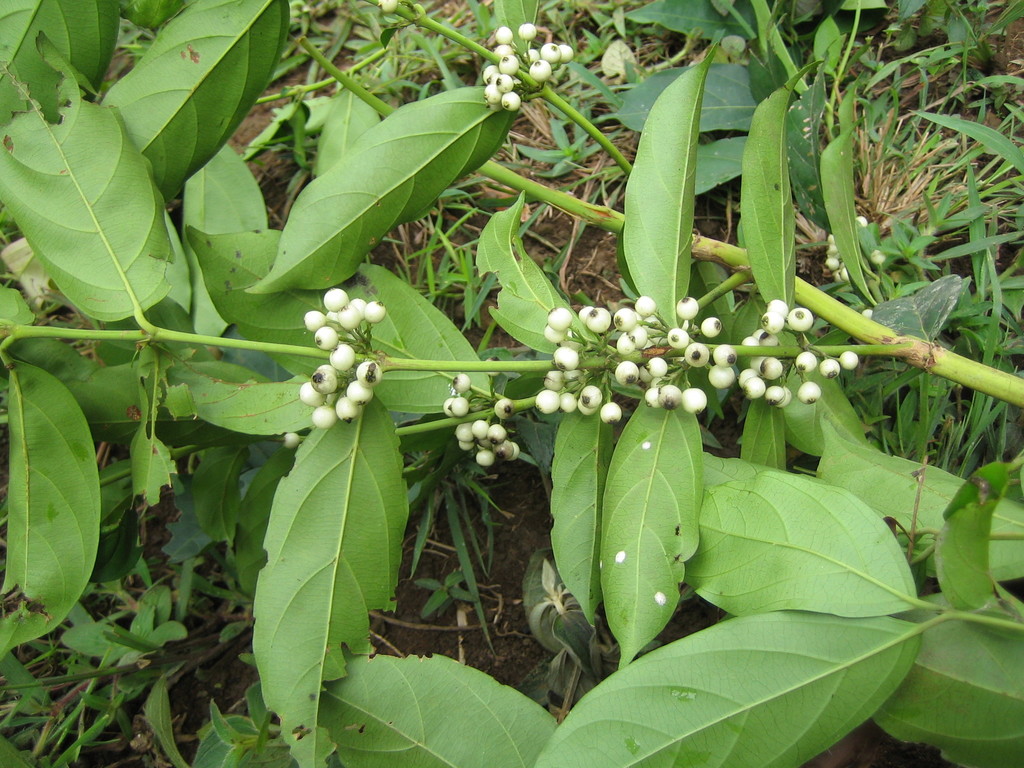 Empogona bracteata