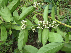 Empogona bracteata