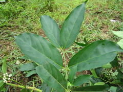 Empogona bracteata