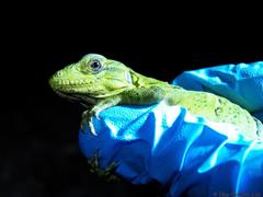 Ctenosaura similis similis