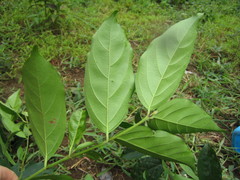 Empogona bracteata