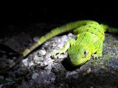 Ctenosaura similis similis