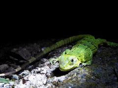 Ctenosaura similis similis