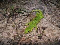 Ctenosaura similis similis