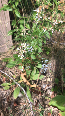 Sericocarpus asteroides