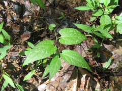 Endodeca serpentaria