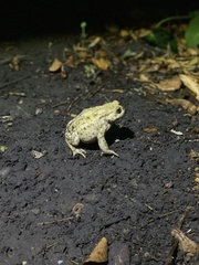 Bufo bufo