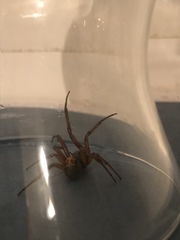 Steatoda nobilis
