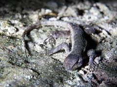 Sceloporus chrysostictus