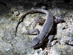 Sceloporus chrysostictus