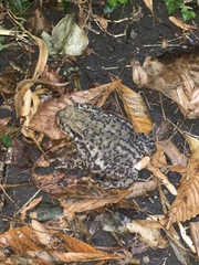 Bufo bufo